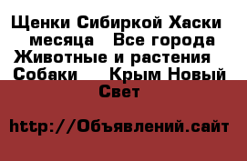 Щенки Сибиркой Хаски 2 месяца - Все города Животные и растения » Собаки   . Крым,Новый Свет